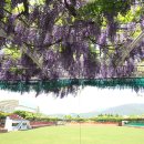 등나무 운동장 이미지