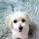 coco puppy 이미지