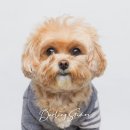 달링스튜디오 이미지