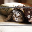 시그니처에디션 이미지