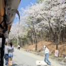 여주 흥천 남한강 벚꽃축제 (feat. 1박2일 /조세호, 문세윤, 이준, 김종민)
