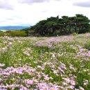 문경새재 개미취 꽃 축제장&amp;봉천사 관광여행 이미지