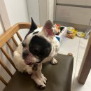 신라펜션 | 경주 애견동반펜션 신라여관 2번째 방문 진짜 솔직 후기