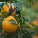 정훈농장2 이미지