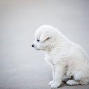 가양동물의료센터 이미지