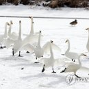 미운오리새끼 이미지