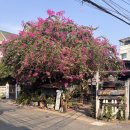 숩네일(SU.B NAIL) | ☻2월 치앙마이여행☻2(아카아마커피, 테라네일추천💅🏼, 블루누들, 라벤터 탁센 마사지 추천💜, 망고밥...