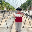 양남농장 | 울산 경주 아이랑 실내 가볼만한곳 딸기체험 도영농원 내돈내산후기