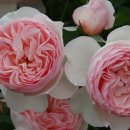 기차마을 장미공원 이미지