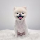 토비네 살롱 이미지