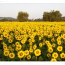 해바라기유원지 이미지