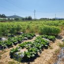 여주-1031 이미지