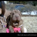 우리집 똥강아지 이미지