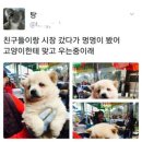 멍멍이PC 이미지