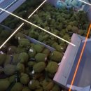 개구리게임장 이미지