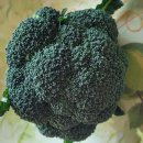 올해첫 브로콜리 이미지