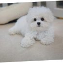 함께 있어줄개 이미지