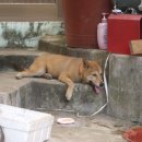 한라사료 이미지