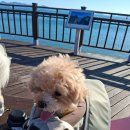 포근하개 | 여수 애견호텔 추천, 애견카페 추천 &#39;포근하개&#39; 후기 !!