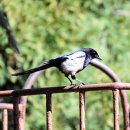 견우와 직녀 이미지