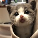 미모고양이 네이버블로그