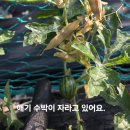 휴성펜션