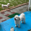 들안길애견펜션 | [광주근교 애견동반 펜션] 구례 들안길 3번째 또간집