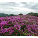 5/8~9(토일무박), 보성 제암산 사자산 일림산 철쭉종주 이미지