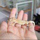 레몬 | 크림퐁듀)친절+신뢰 100%! 행복하게 분양받은 유자와 레몬 후기 💛