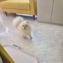 오늘도 해맑개 이미지