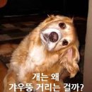 갸우뚱