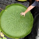 크루지아나 이미지