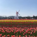 대신 튤립! 🌷 임자도 2024 신안튤립축제 생생후기 입장료 주차장, 안밀리고 들어가는 꿀팁 네비 경로...