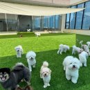 인천애견호텔 사이좋개 송도점 이미지