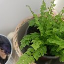 블루버드네스트