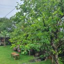 한담 낭뜰 이미지