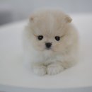 애니멀즈동물병원 이미지