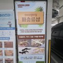 파충류샵폴리네시아게코 | [Reivew] 화성시 새솔동 파충류샵 희귀 파충류 '디케이지렙타일' 크레스티드게코 분양 후기