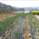 도안농장 이미지