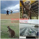 봄봄여행사 | 시드니 포트스테판투어 내돈내산 후기 :: 돌고래 왓칭/포트스테판 샌드보딩 모래썰매/오크베일 동물원...