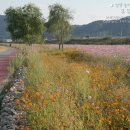 대가야손두부 | 2017 고령 콫페스티벌 가을여행(3일) 제57회고령군민체육대회