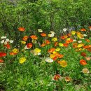 7월 28일의 꽃은 '꽃양귀비 (개양귀비, Flanders poppy)' 이미지