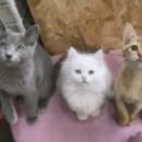 고양이랑놀자 이미지