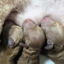 퍼피 켄넬 | 크림토이푸들 켄넬에서 브리더가 직접 분양하는 강아지