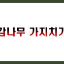 대봉 감나무 가지치기 방법 BEST 5 총정리 (시기별, 단계별, 도구, 주의사항)