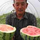 돌수박