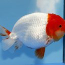 홍백농장 이미지