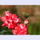 곡성-021 이미지