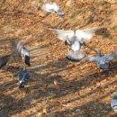 나의 향(向香響), 성북동 비둘기 이미지