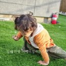 김해 진영 &#39;어메이징바운스앤바베큐&#39;(어메이징캠프)/캠크닉 추천 창원에서 20분